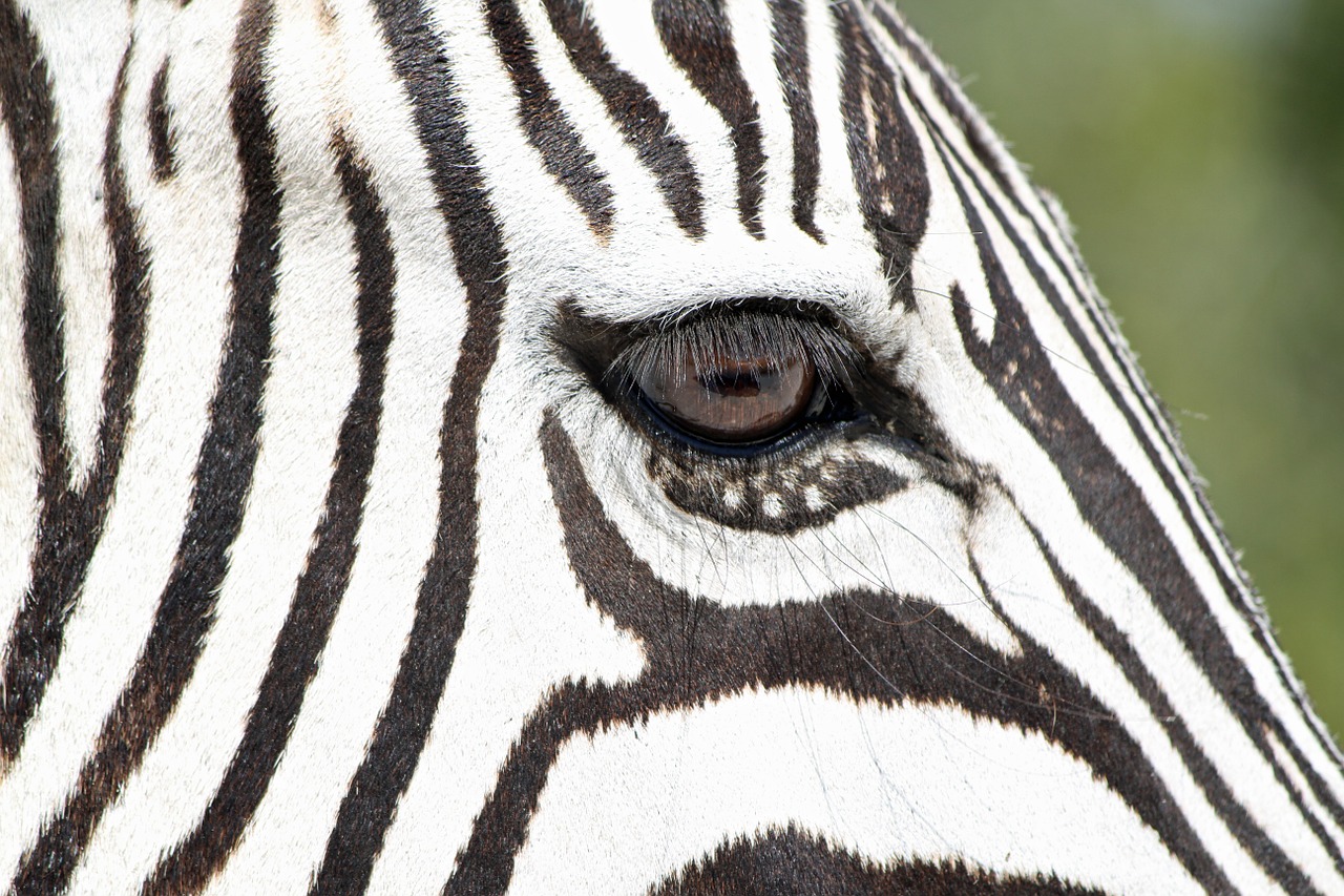 zebra wild animal wildlife free photo