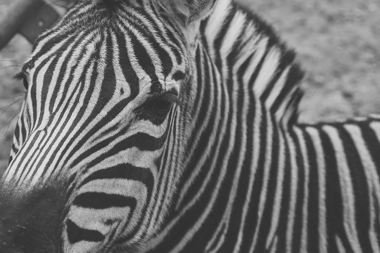 zebra captivity black and white free photo
