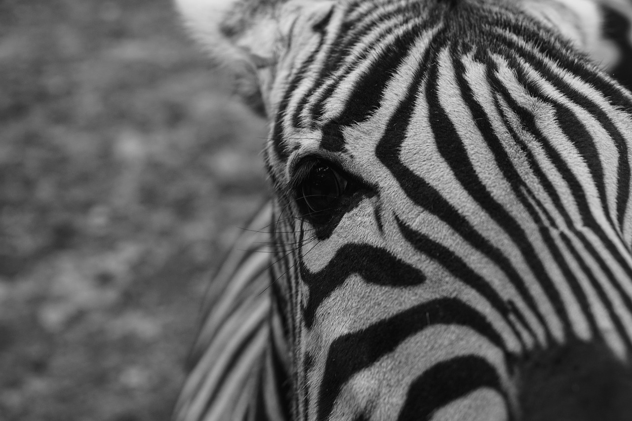 zebra captivity black and white free photo