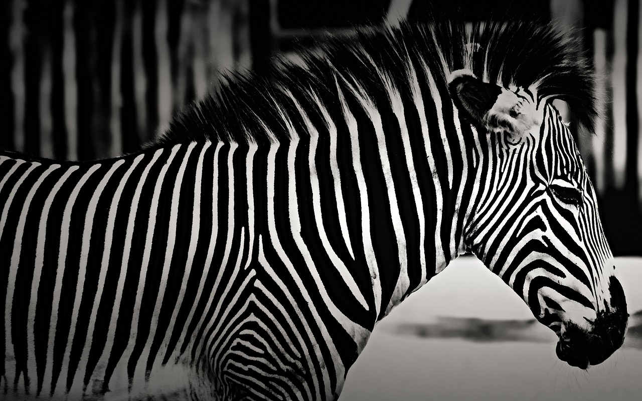 zebra nature animal free photo