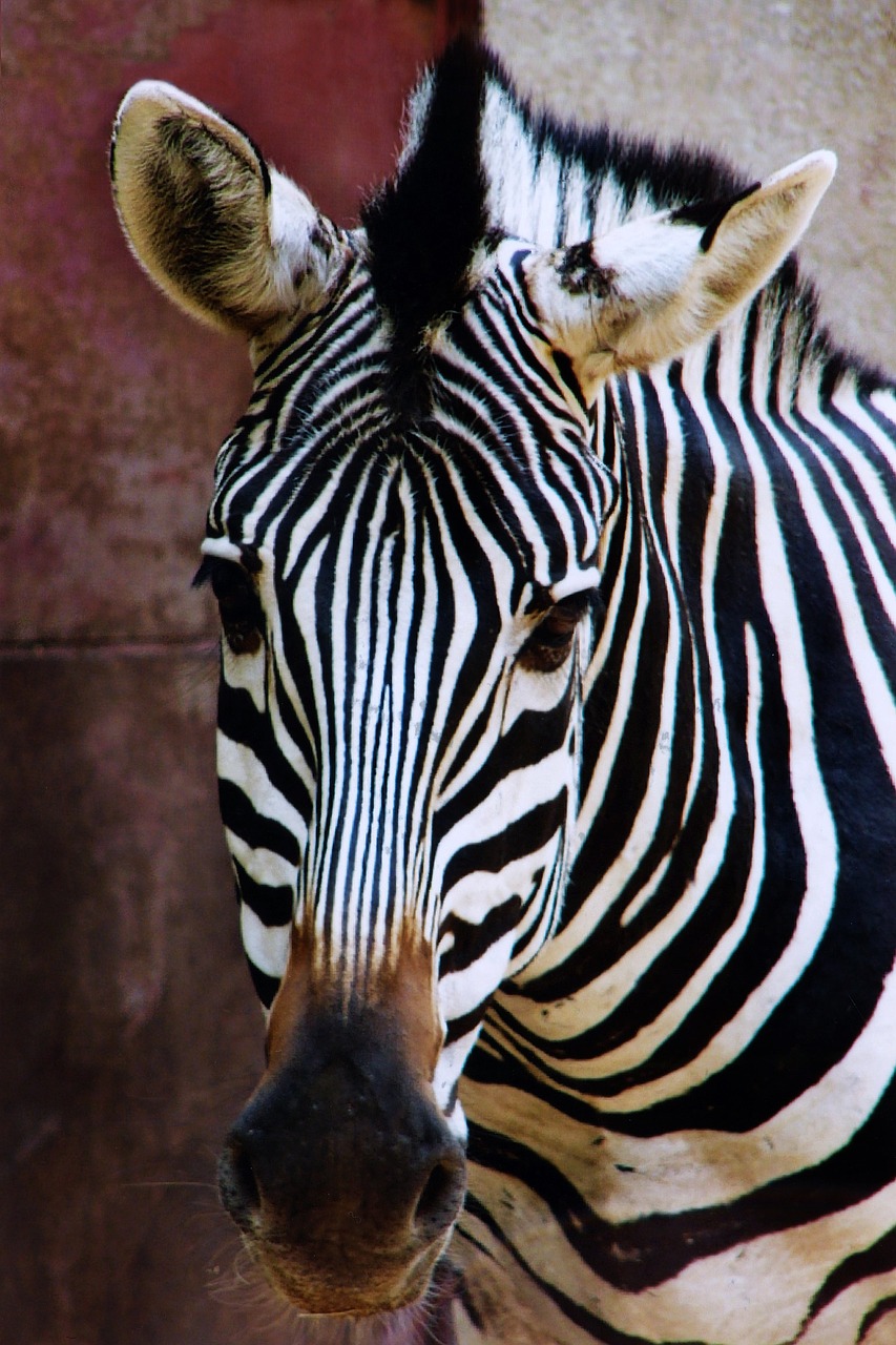 zebra animal zoo free photo