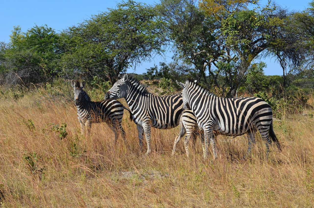 zebra zebras wild free photo
