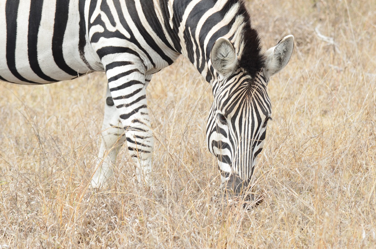 zebra africa savannah free photo