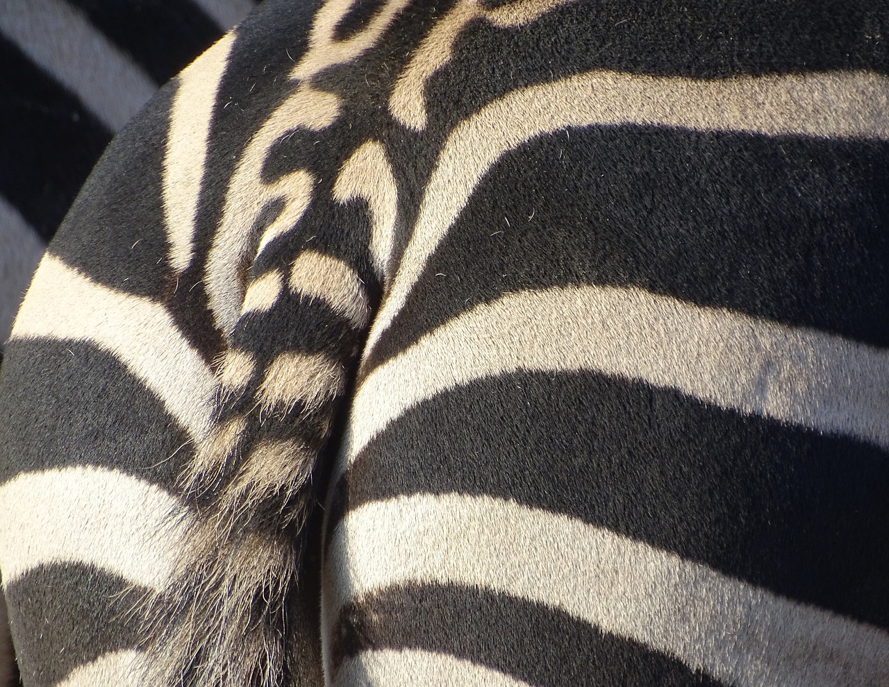 zebra animal striped free photo