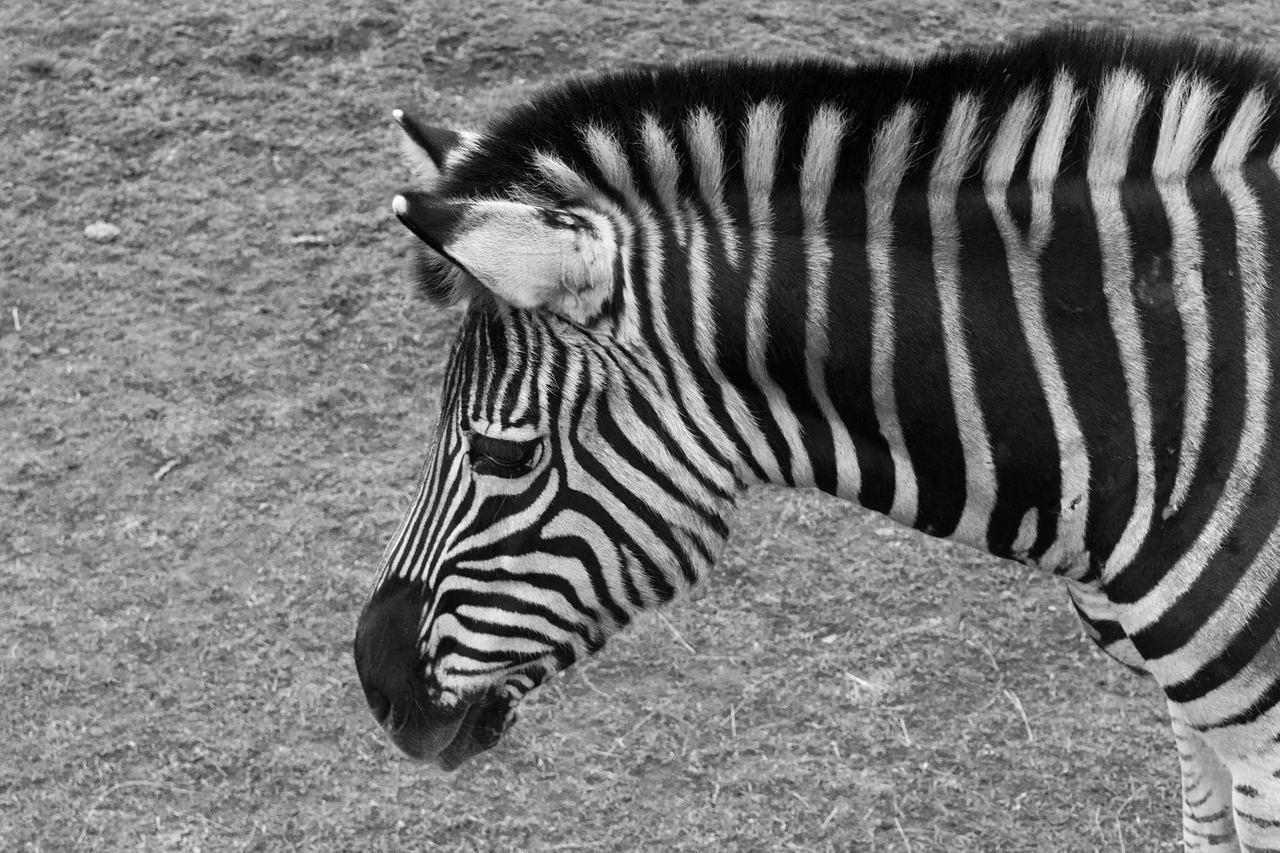 zebra animal zoo free photo