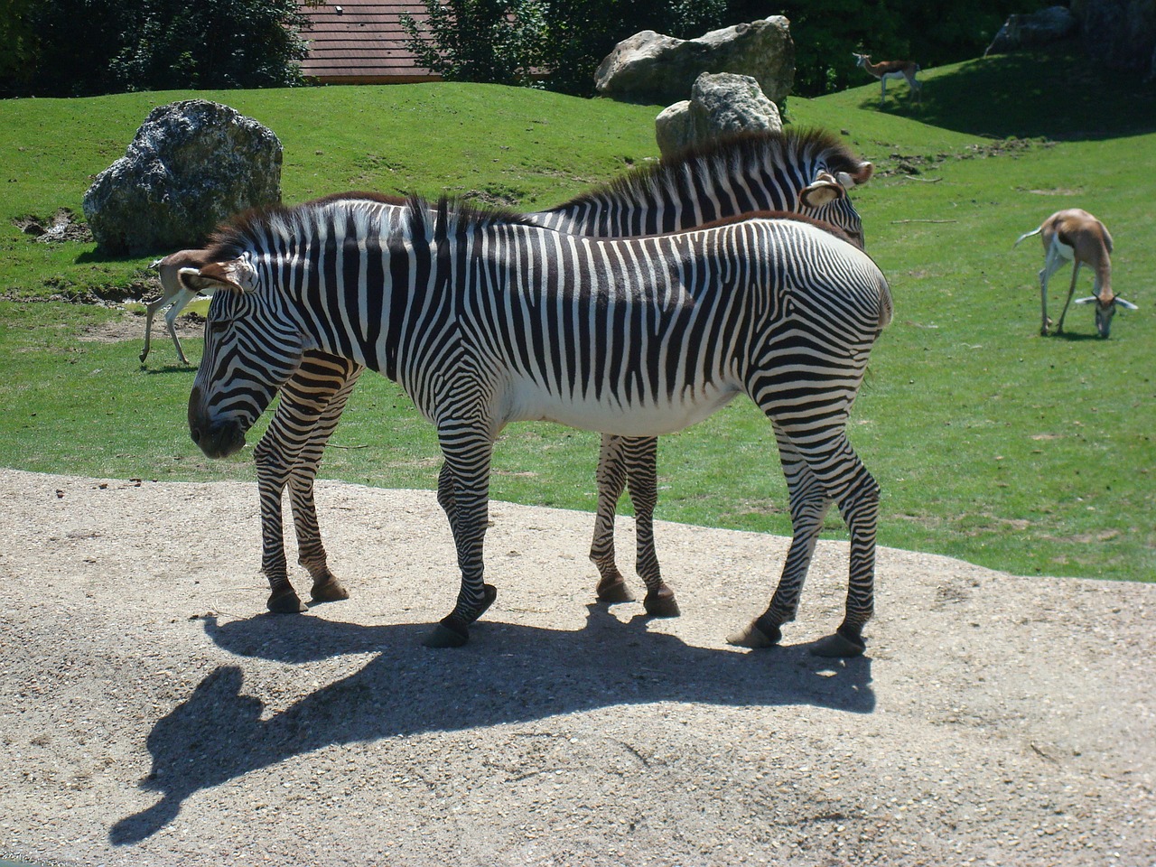 zebra animal zoo free photo