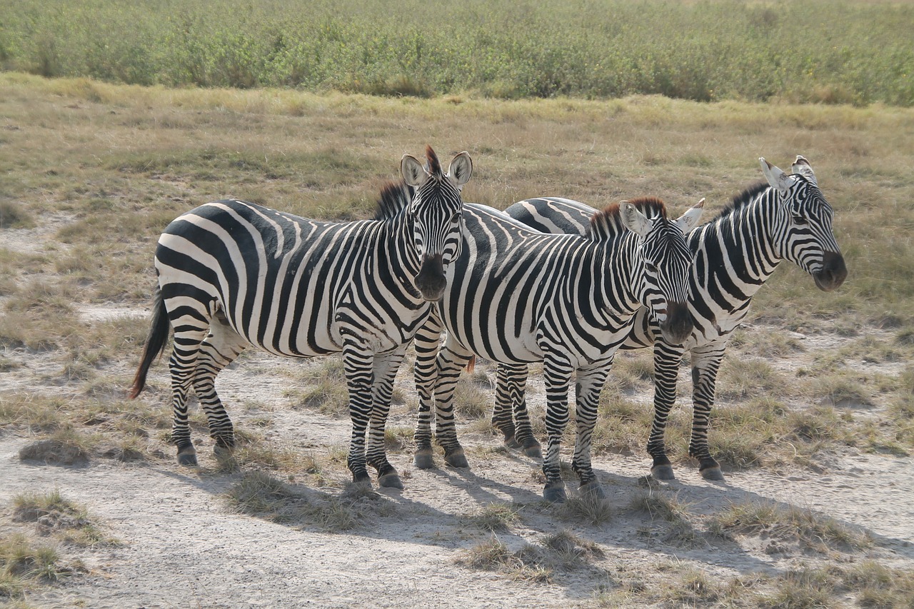 zebra afria kenia free photo