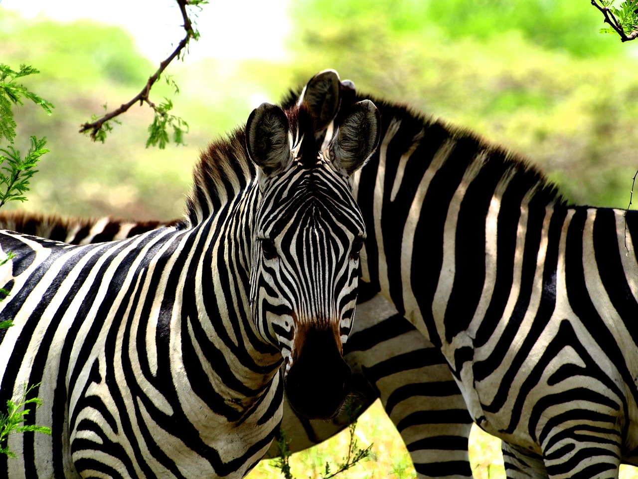 zebra africa safari free photo