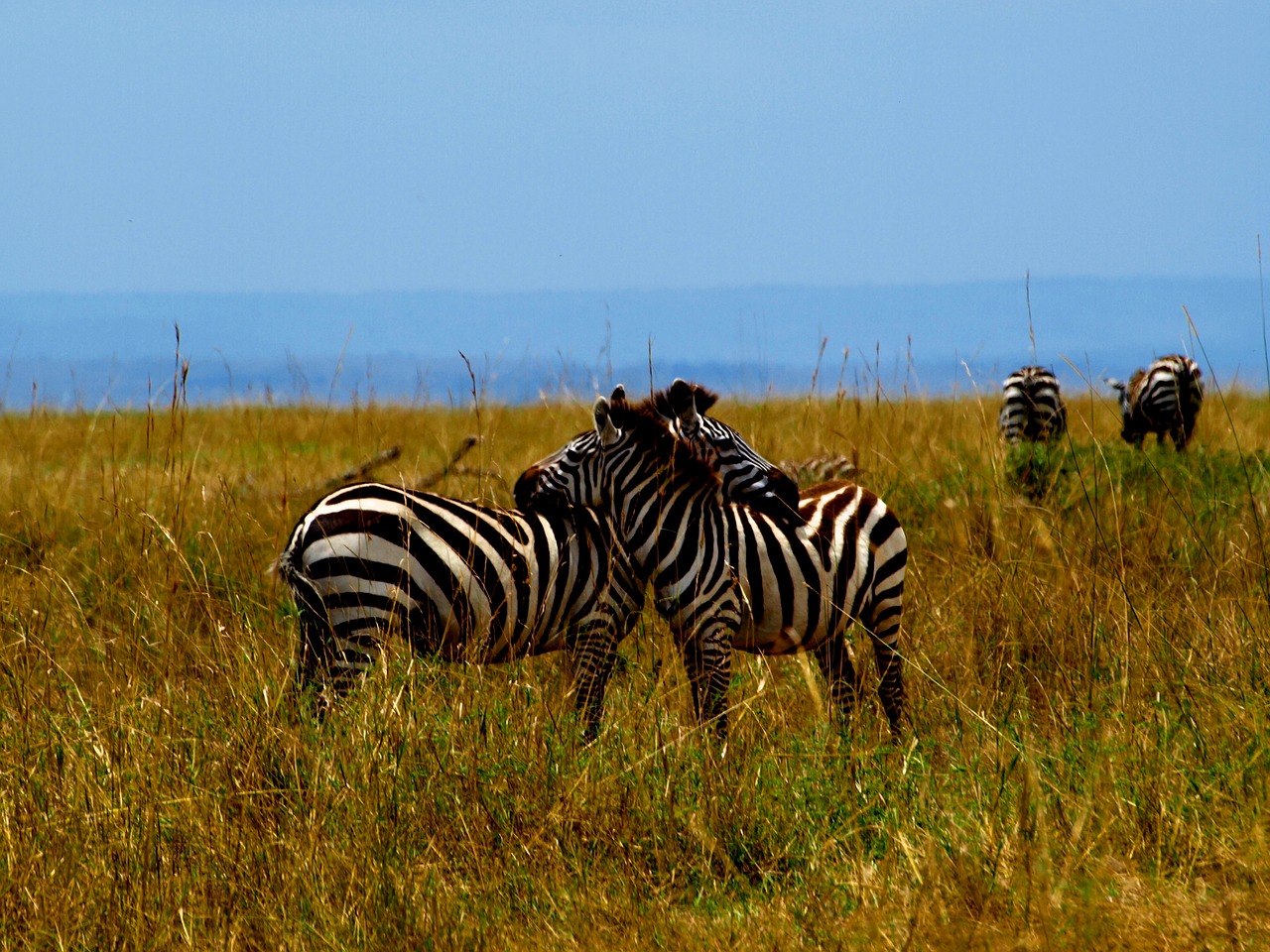 zebra africa safari free photo