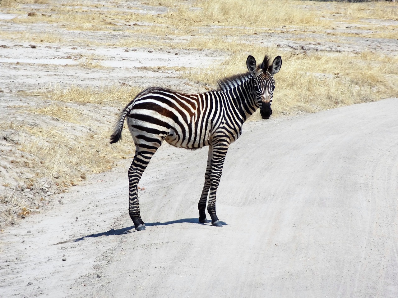 zebra africa safari free photo