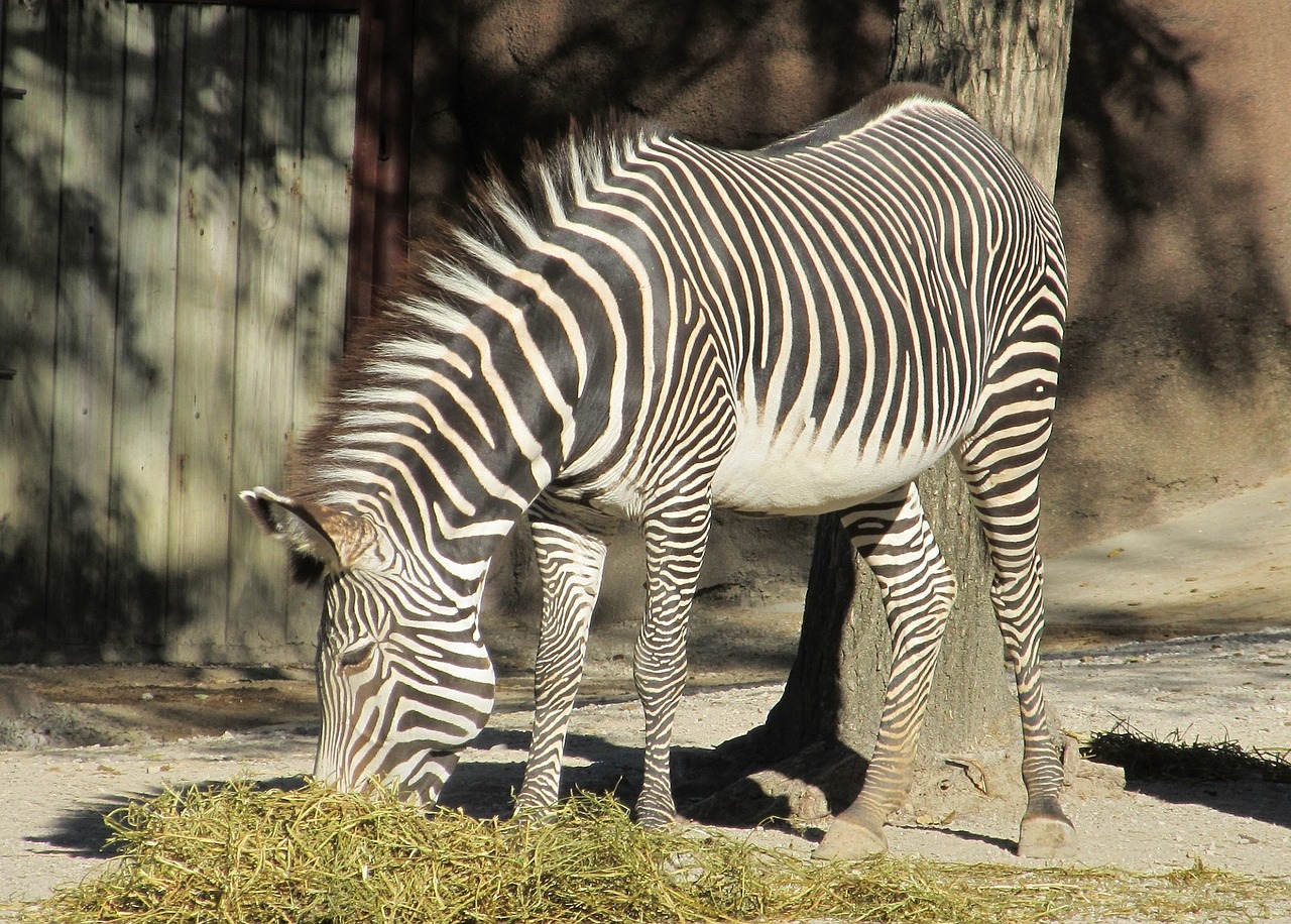 zebra zoo nature free photo