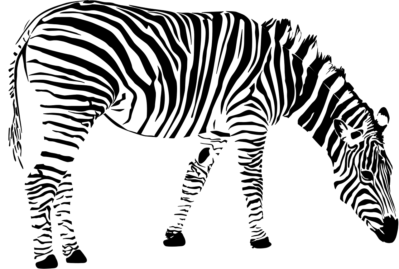 zebra africa animal free photo