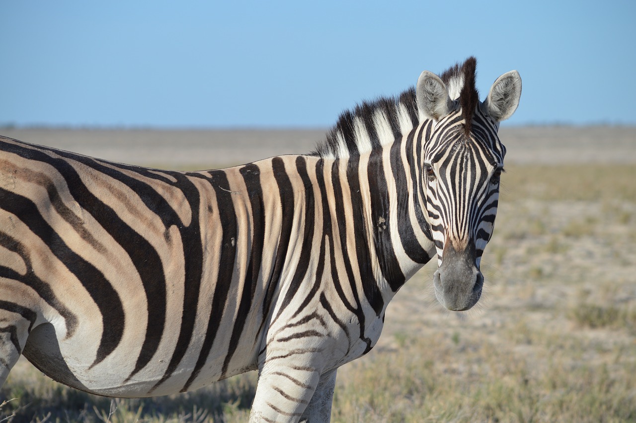 zebra head striped free photo