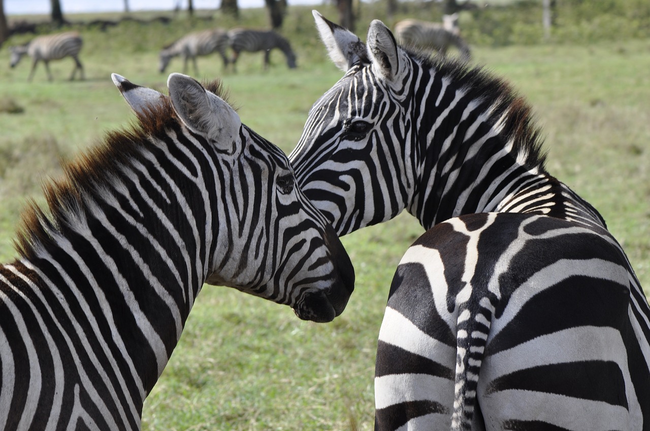 zebra safari stripes free photo