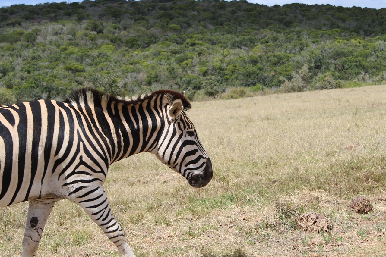 zebra african mammal free photo