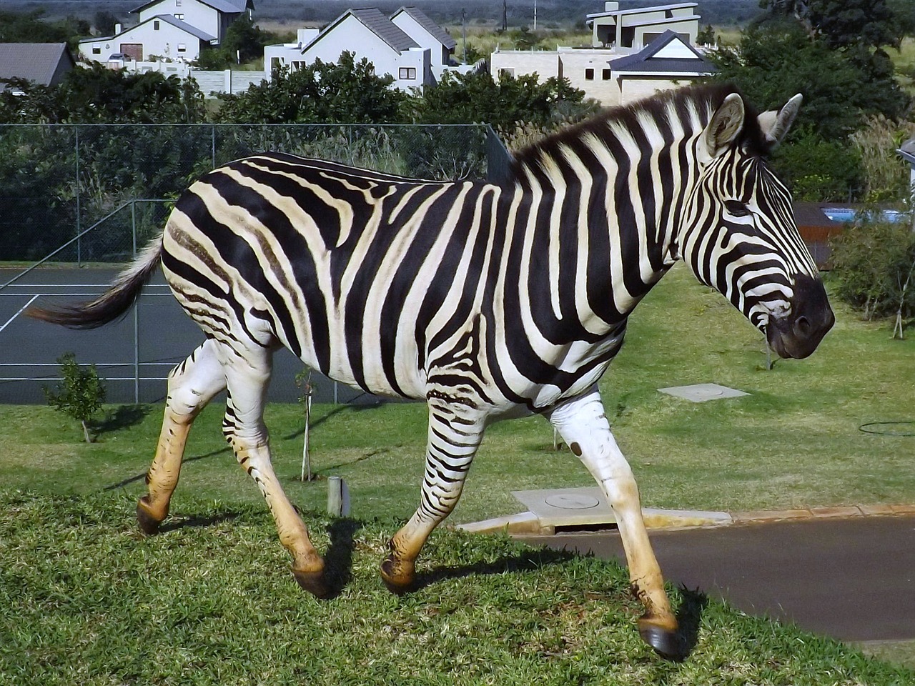 zebra south africa wildlife free photo