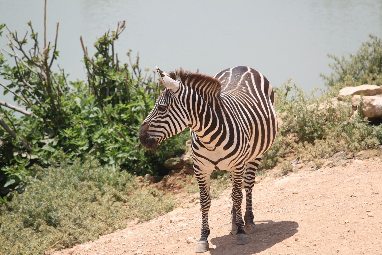 zebra wild stripes free photo