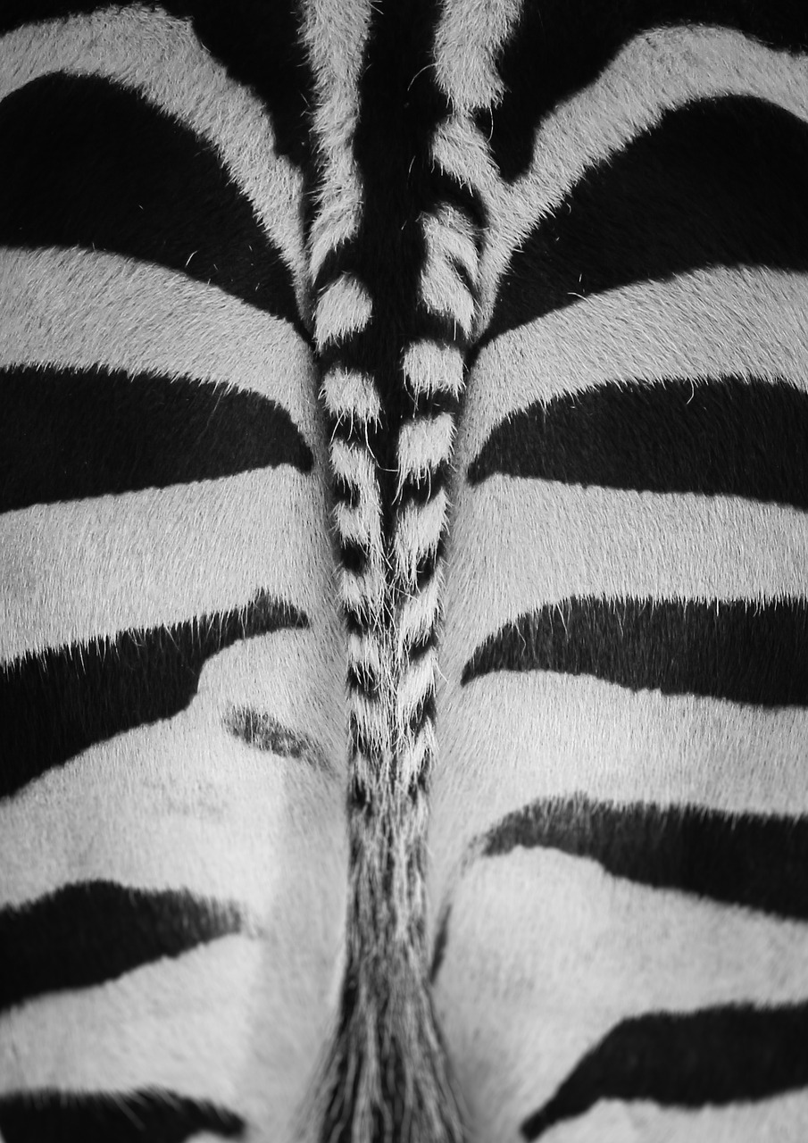zebra zoo black and white free photo