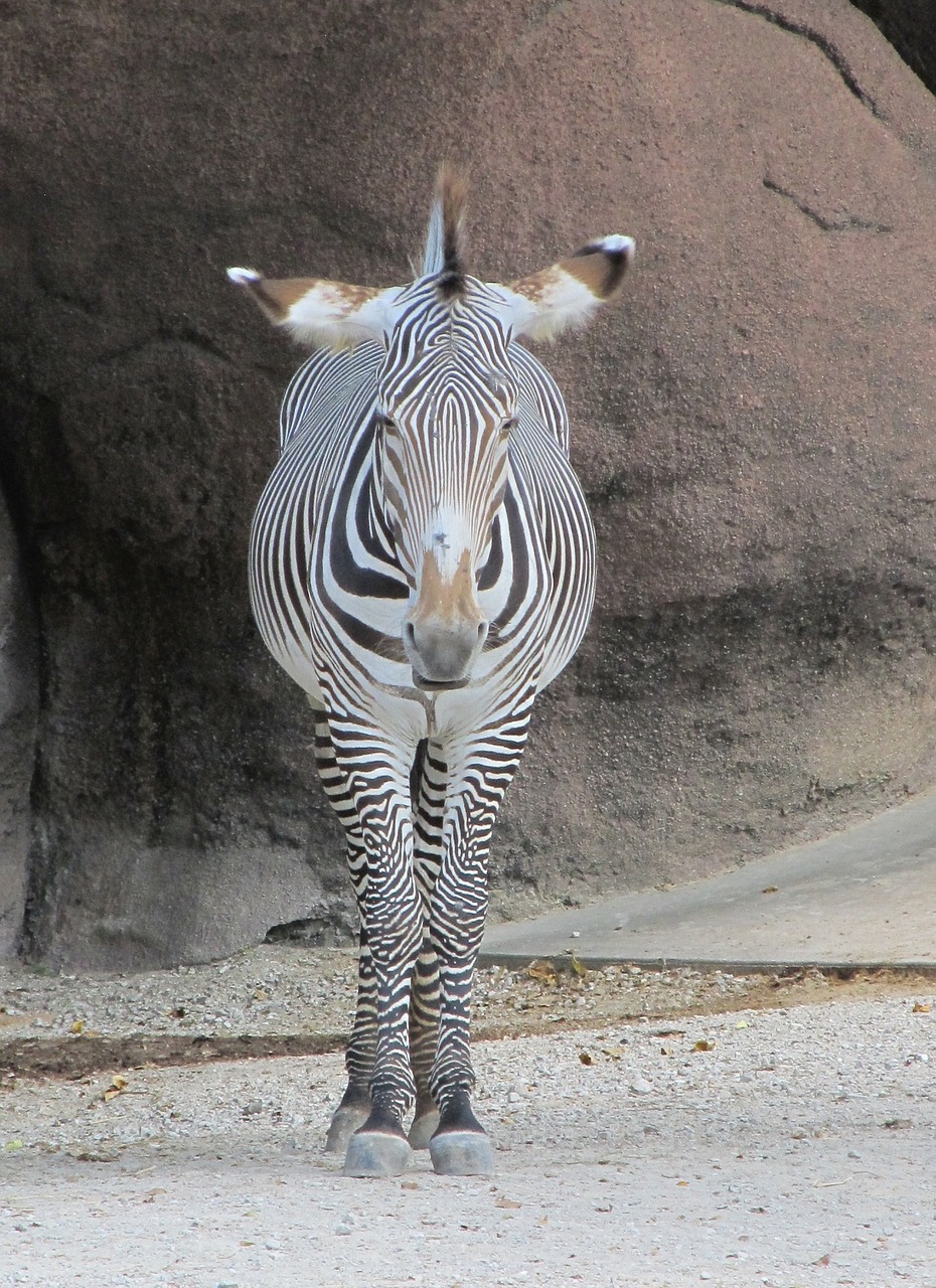 zebra looking head free photo