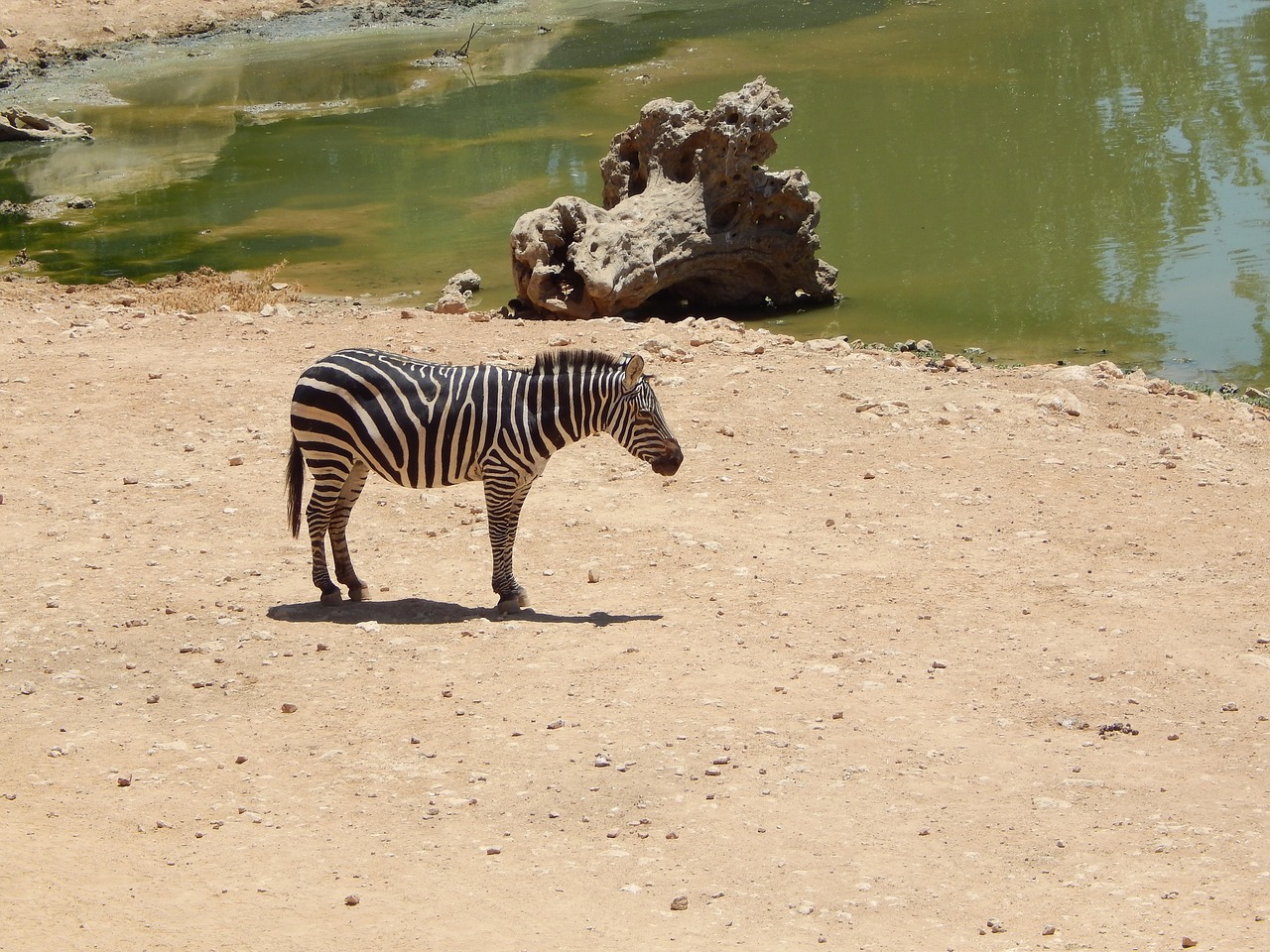 zebra safari zoo free photo