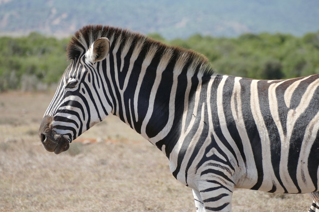 zebra addo national park free photo