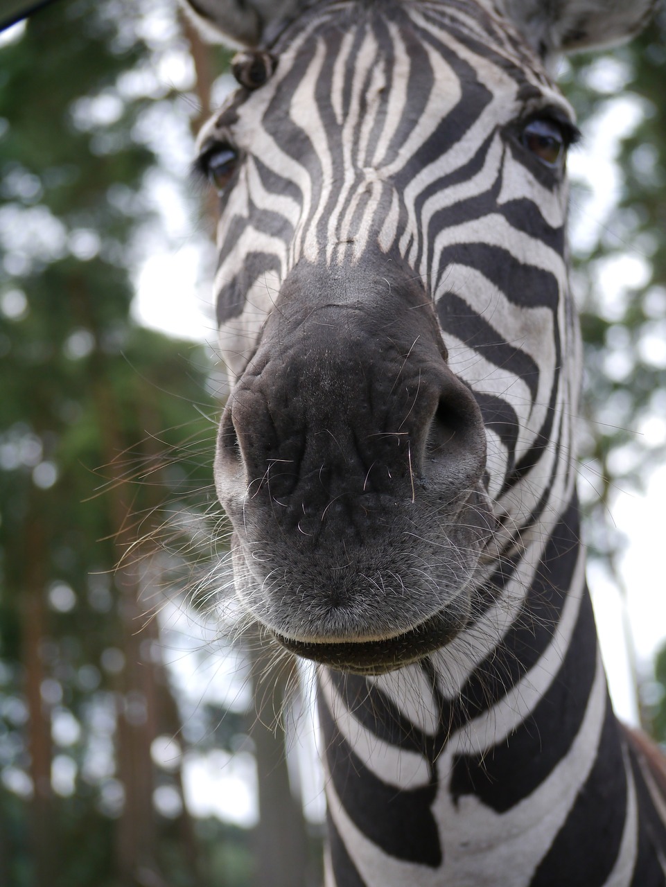 zebra nose head free photo