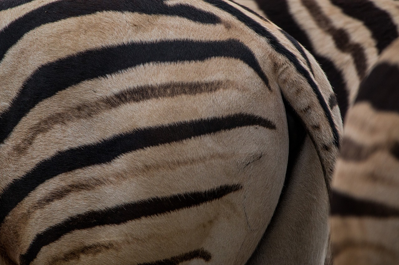 zebra rump pattern free photo