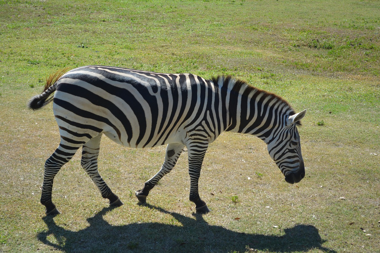 zebra park zoo free photo