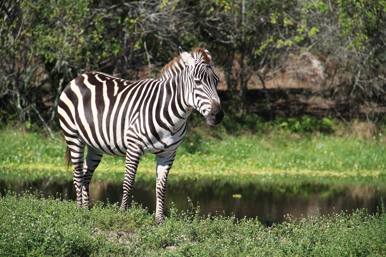 zebra zoo florida free photo
