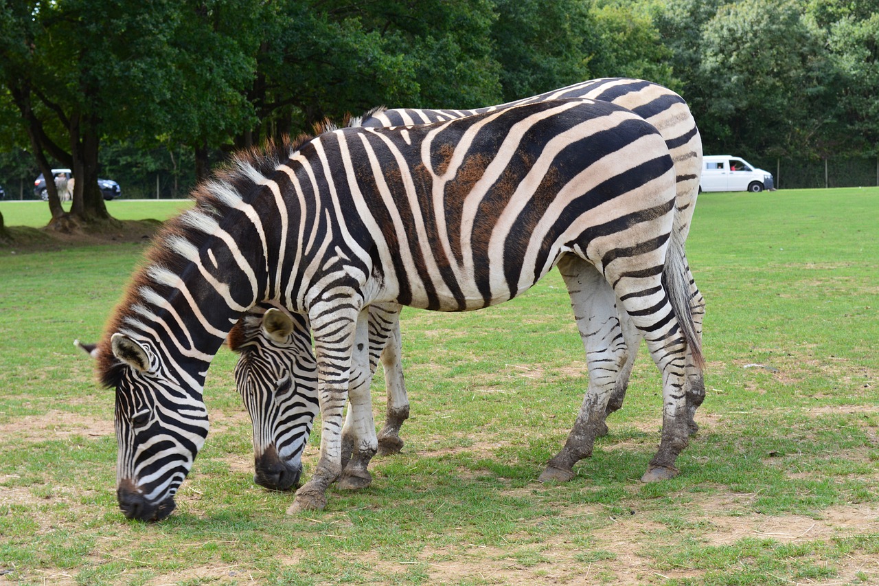 zebra nature zoo free photo