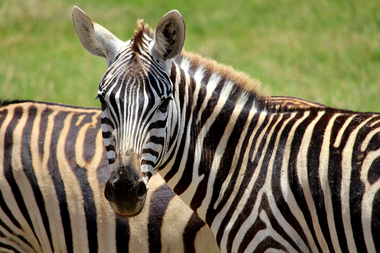 zebra tsavo animal free photo