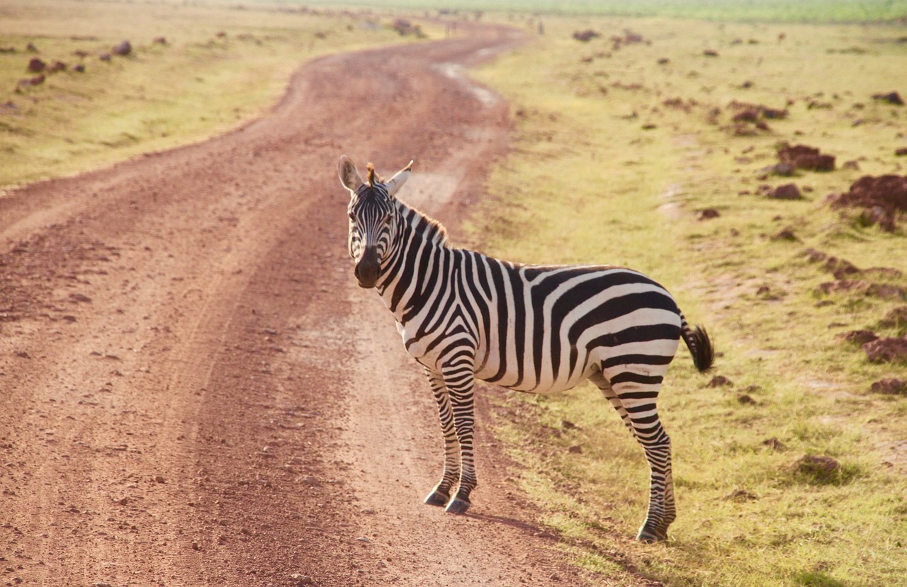 zebra kenya amboseli free photo