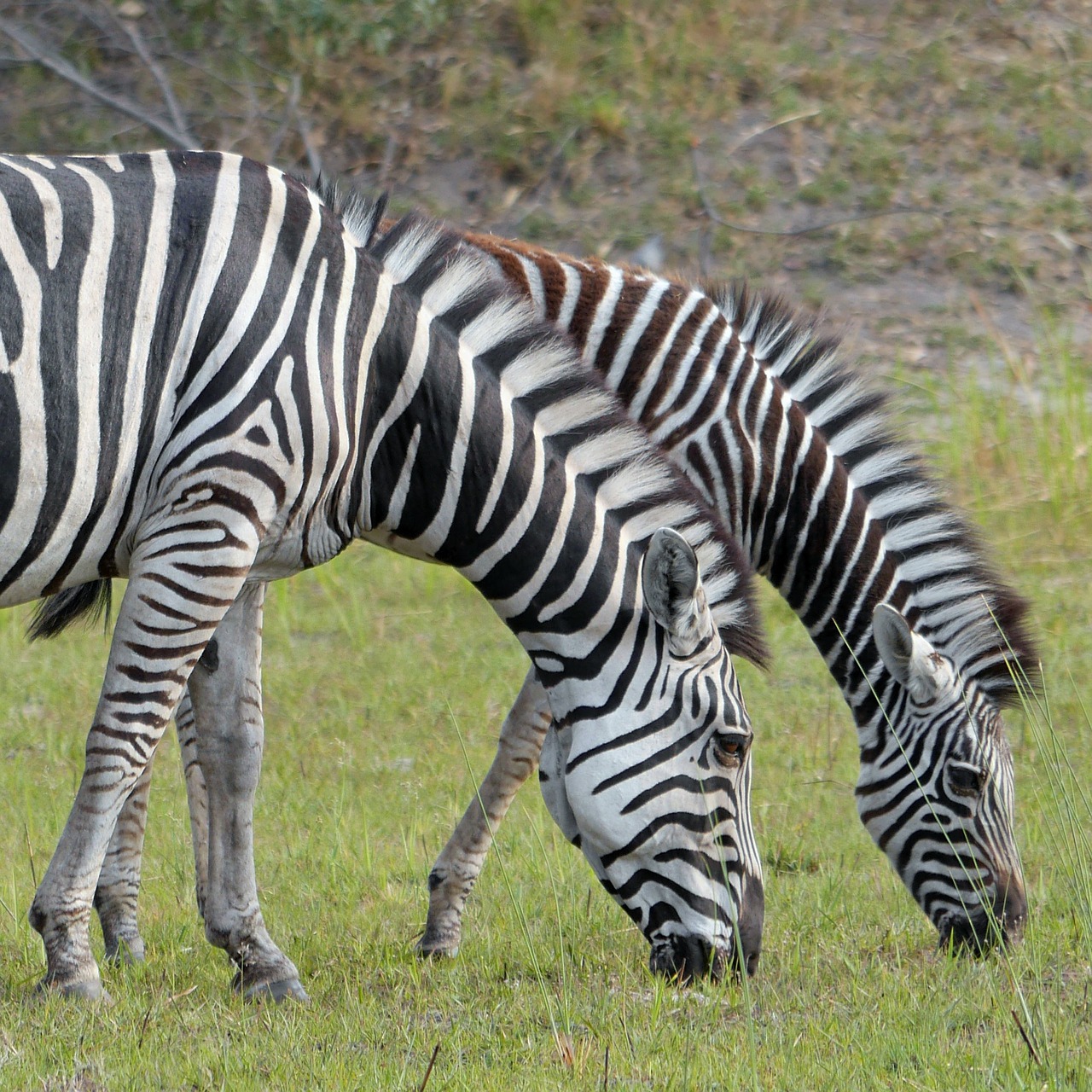 zebra okavanga delta safari free photo