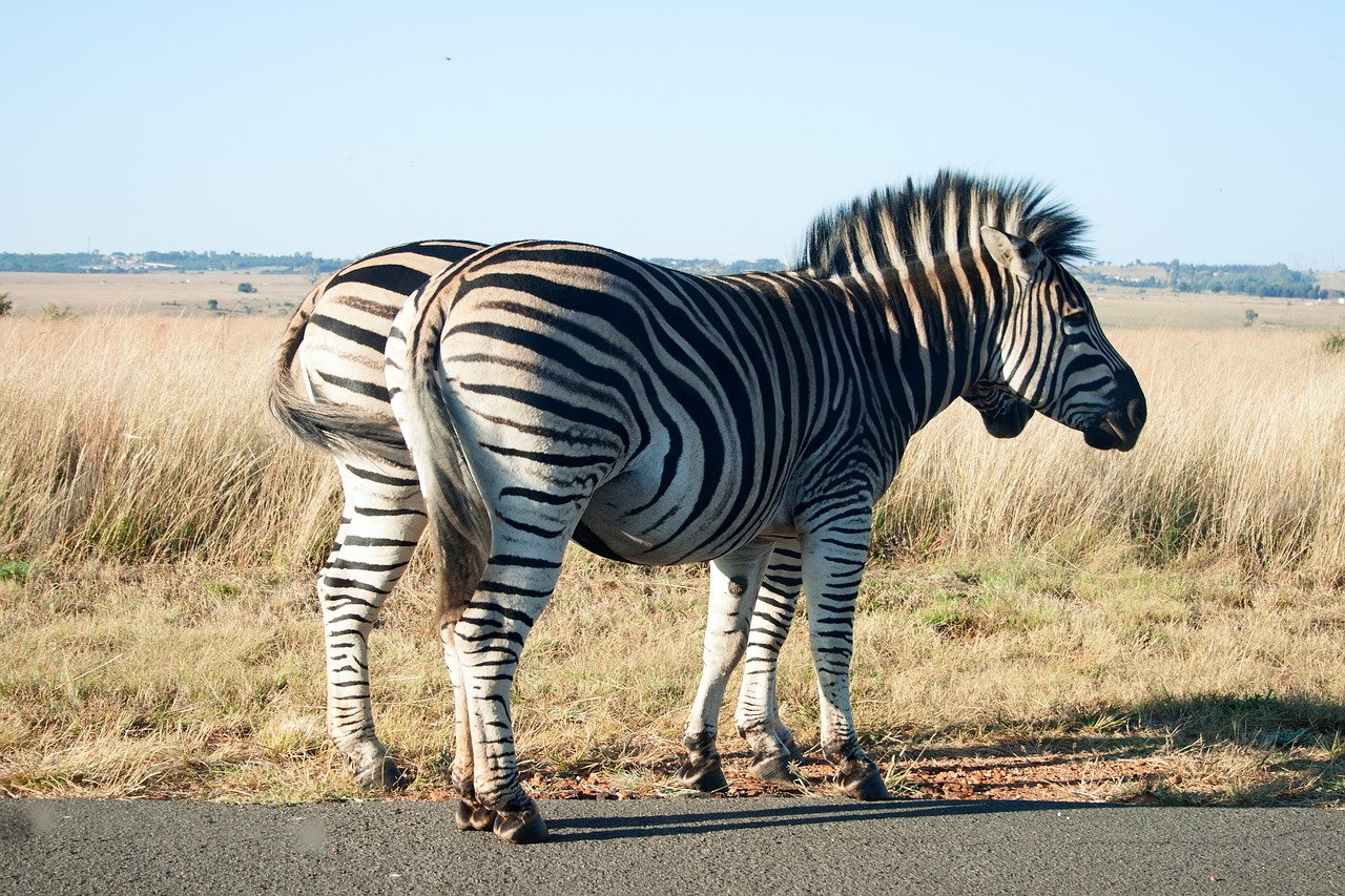 zebra animal mammal free photo