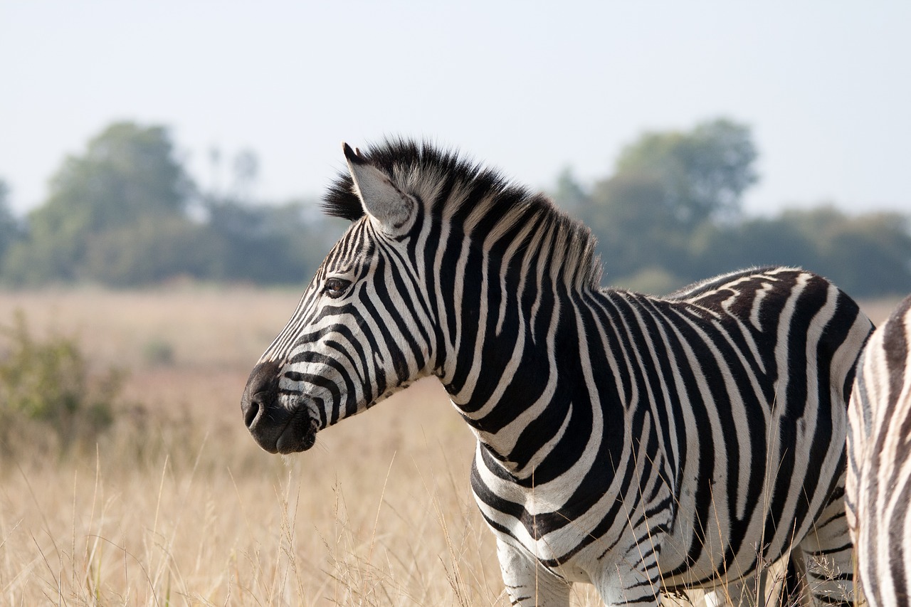 zebra animal mammal free photo
