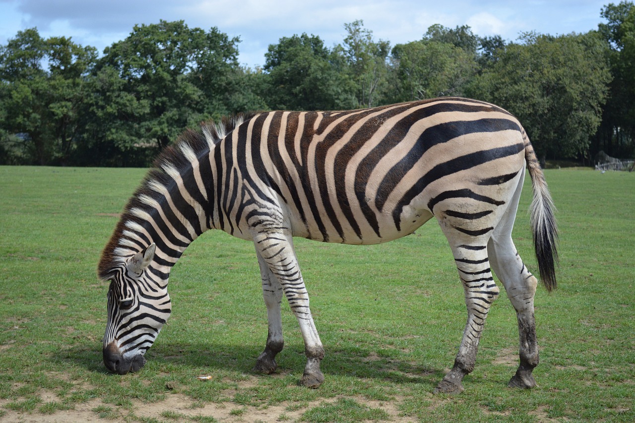 zebra stripes animal free photo