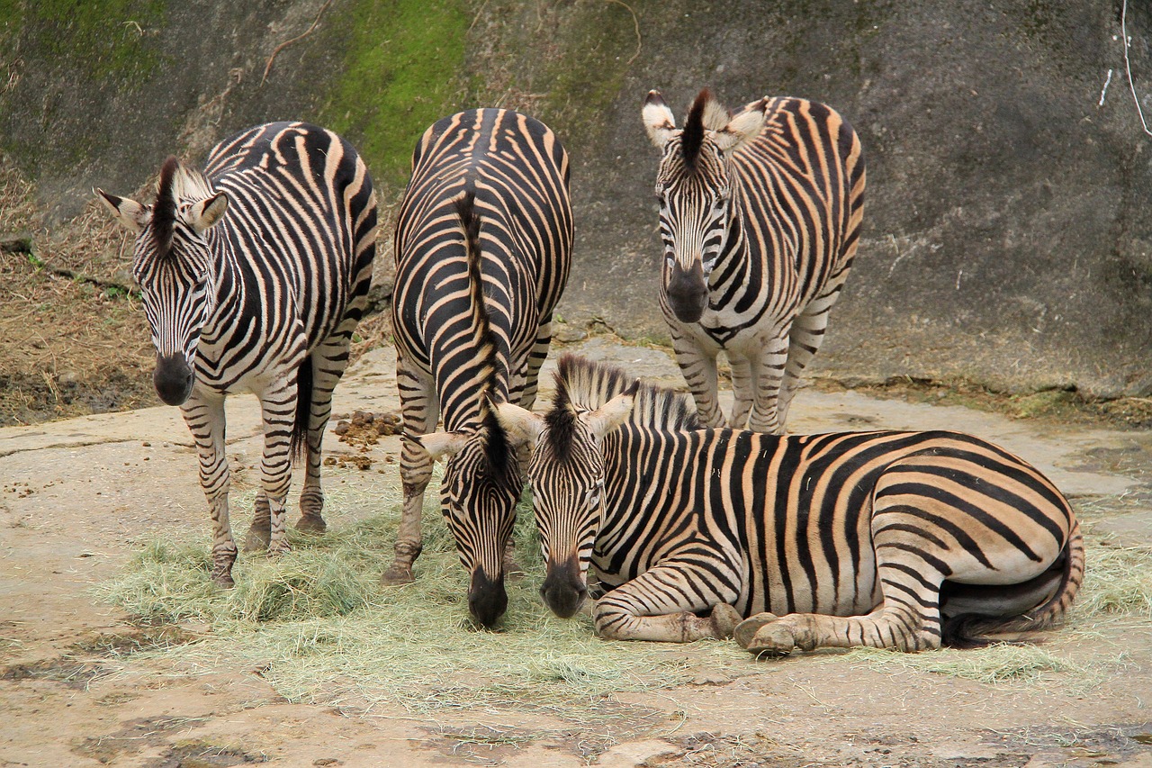 zebra four stripes free photo