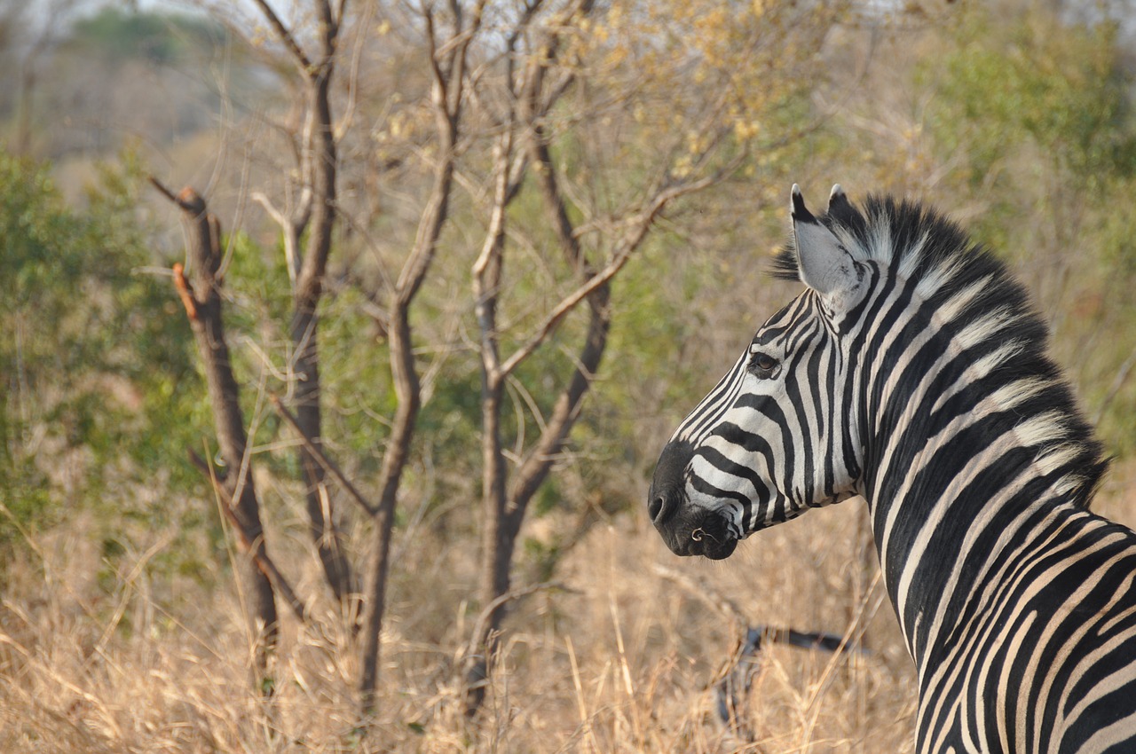 zebra africa wildlife free photo