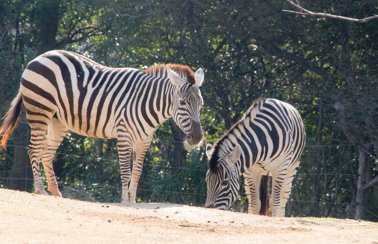 zebra animal zoo free photo