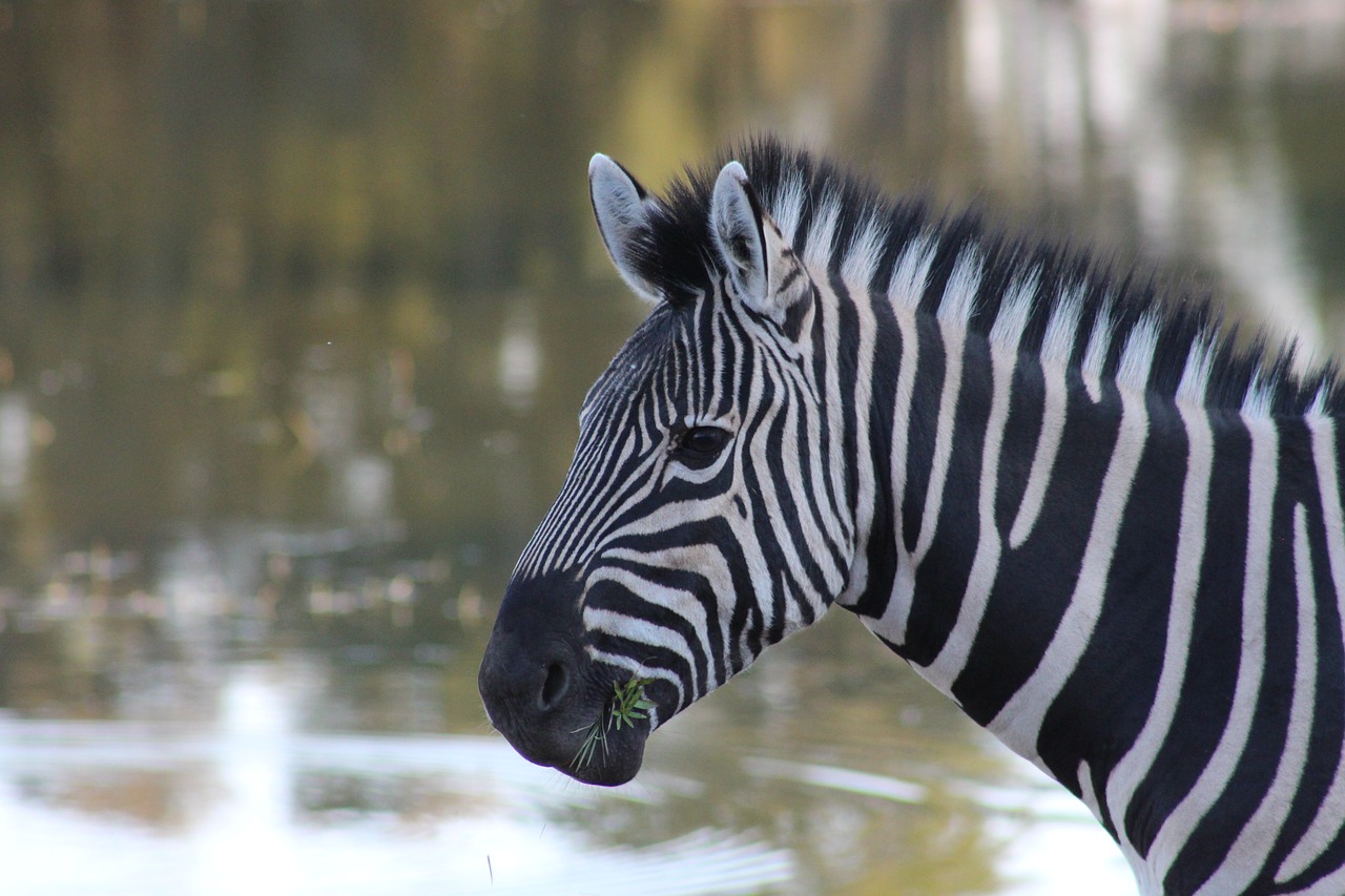 zebra animal nature free photo