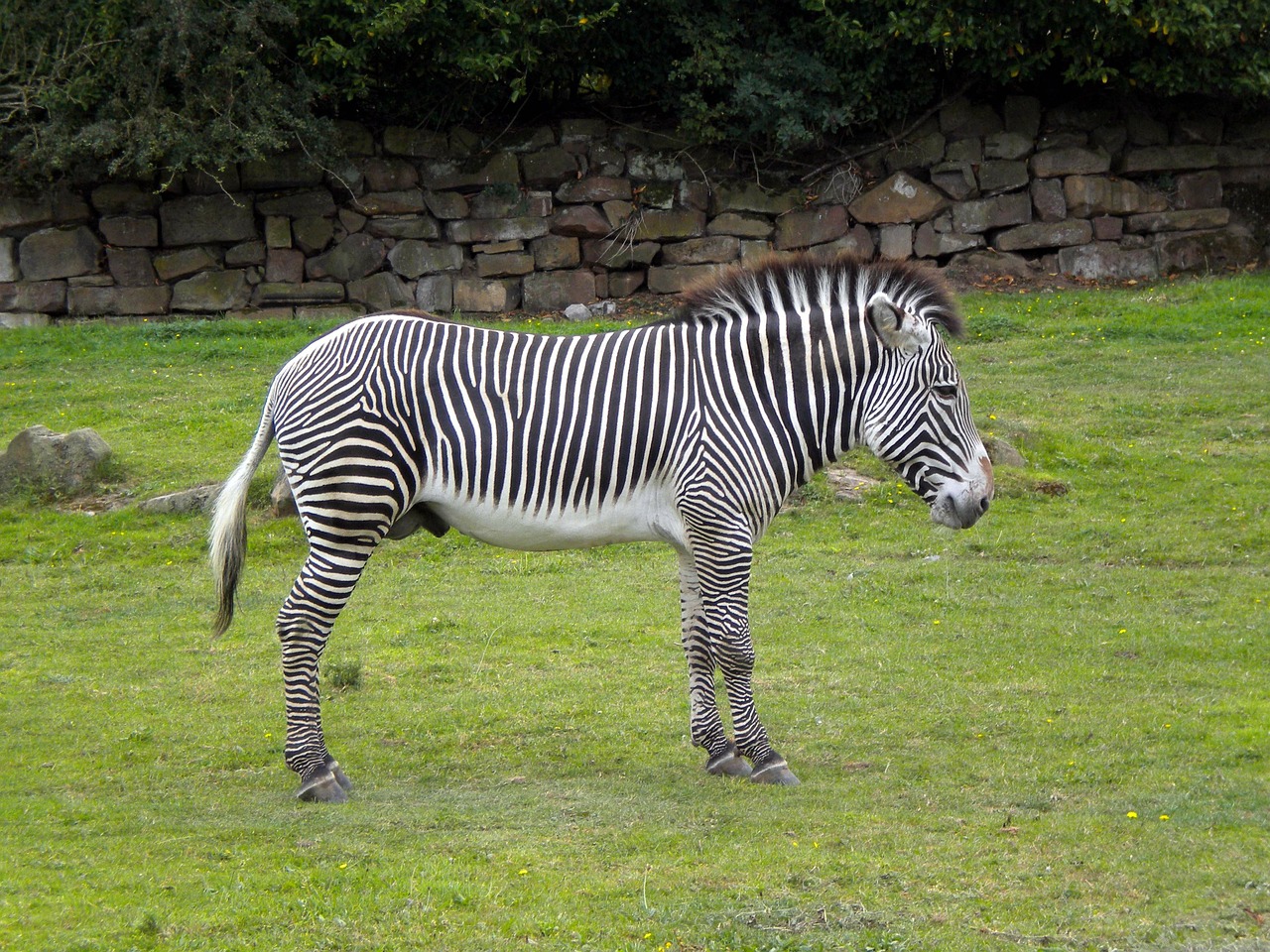 zebra wild stripes free photo