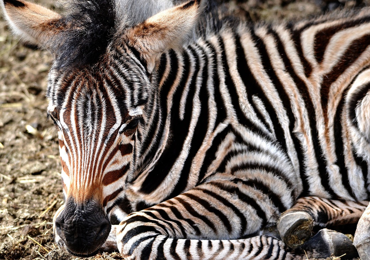 zebra zebra young calf free photo