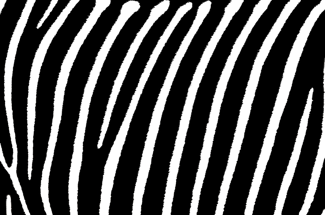 zebra stripes white free photo