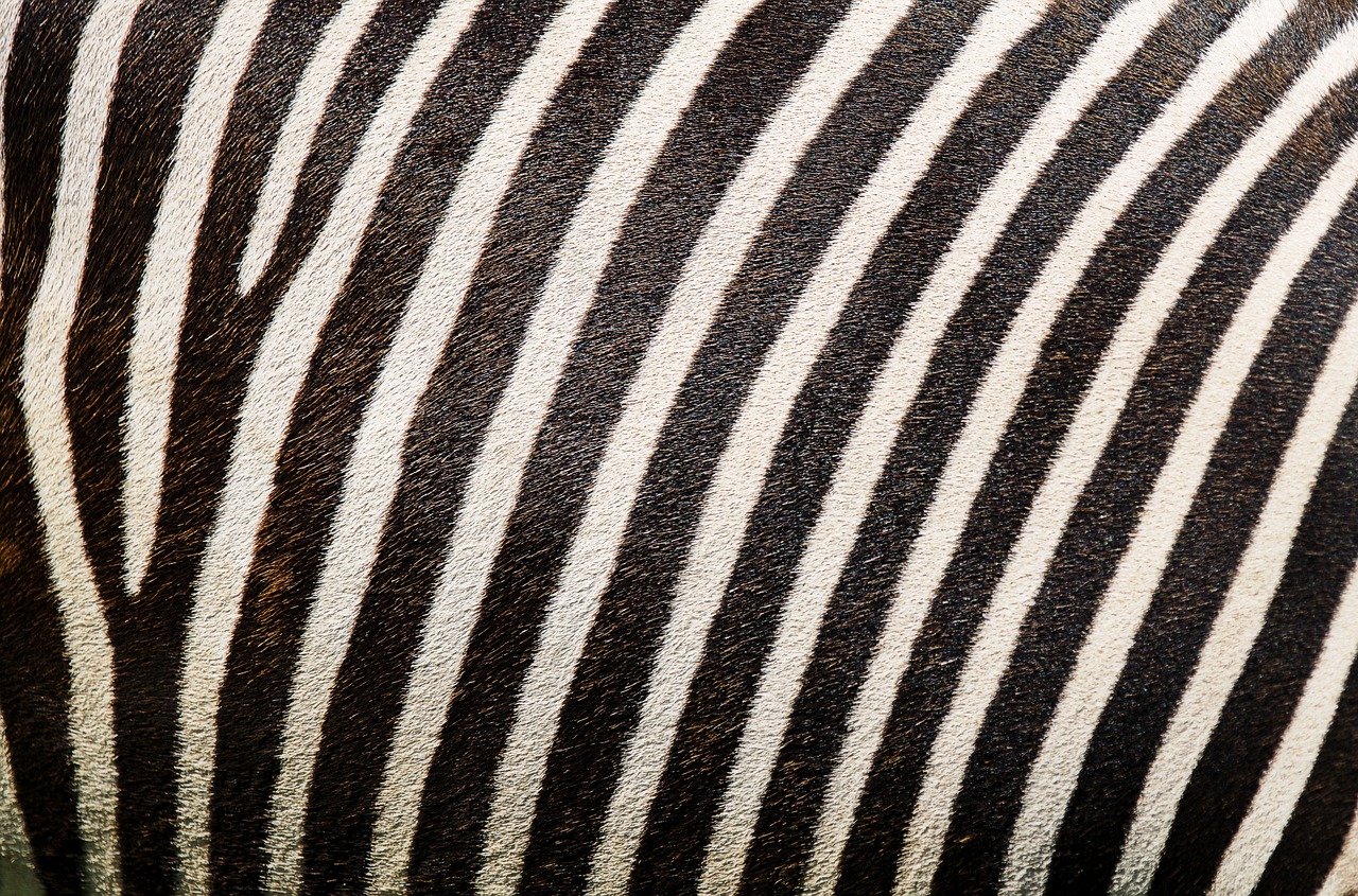 zebra zebra pattern zebra fur free photo