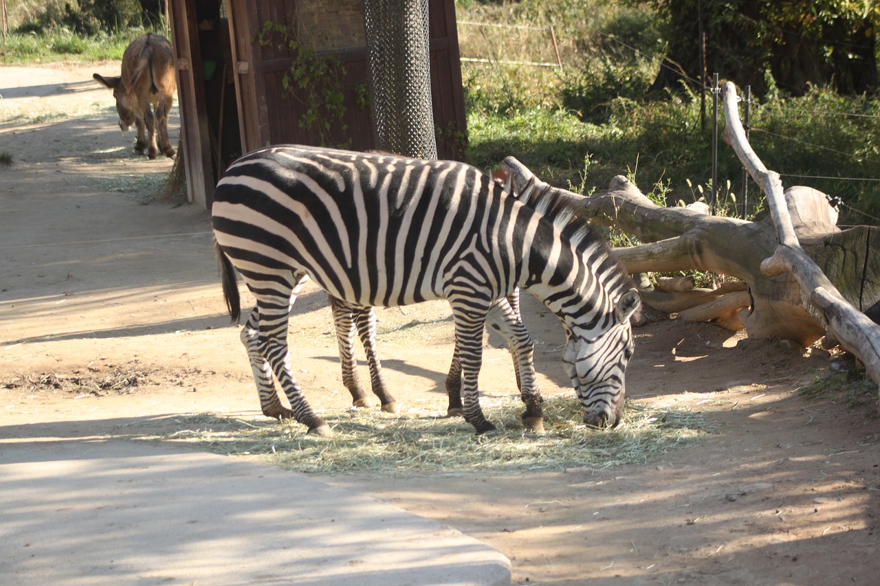 zebra everland zoo free pictures free photo