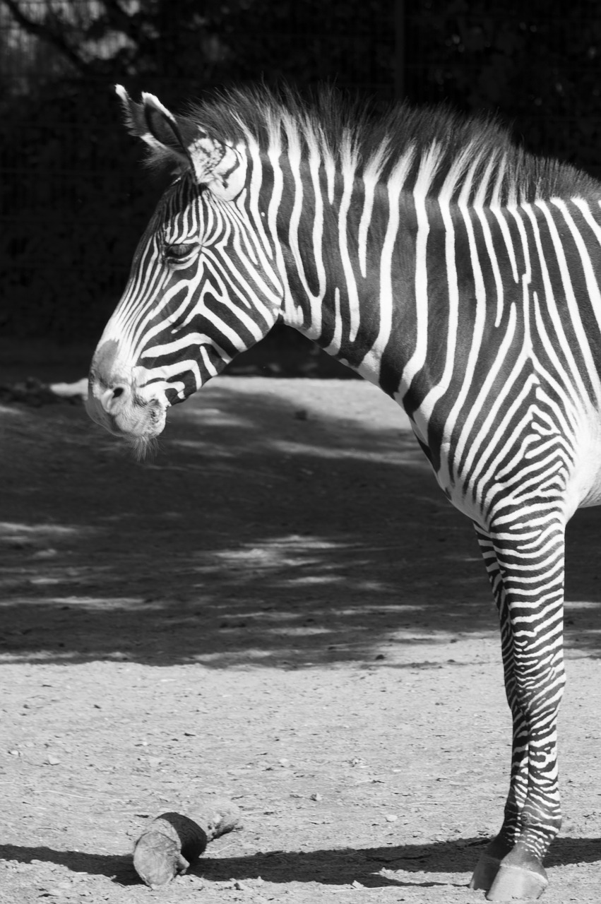 zebra black white free photo