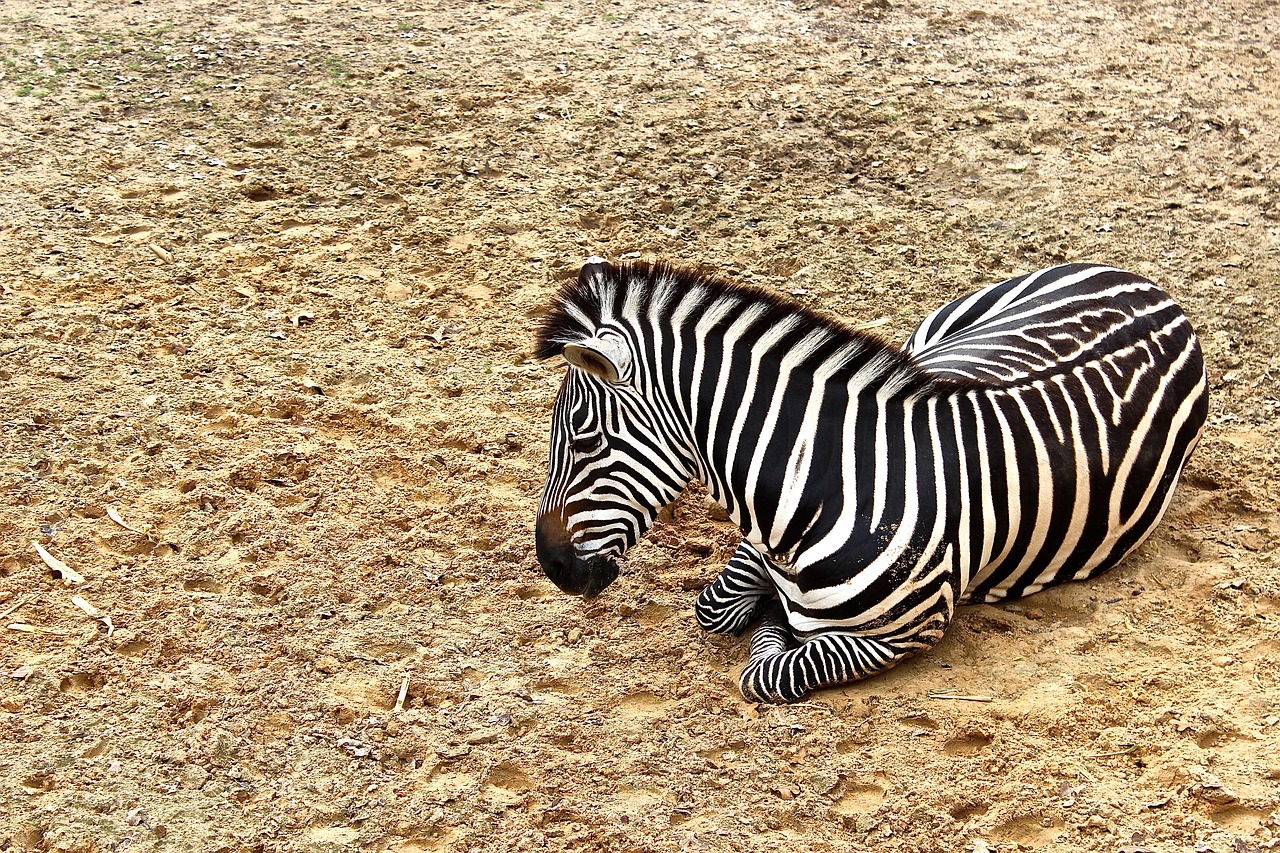 zebra animal wildlife free photo