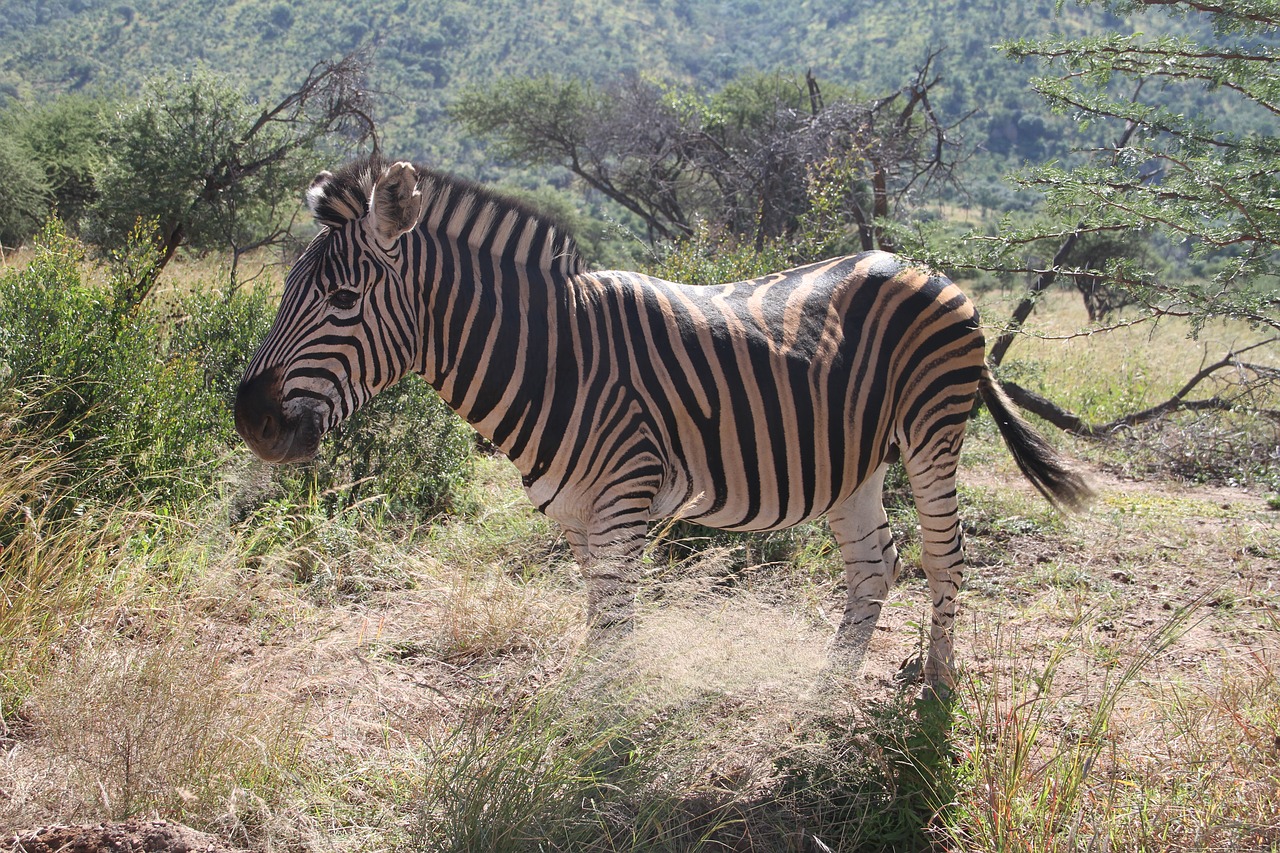 zebra pilanesberg safari free photo