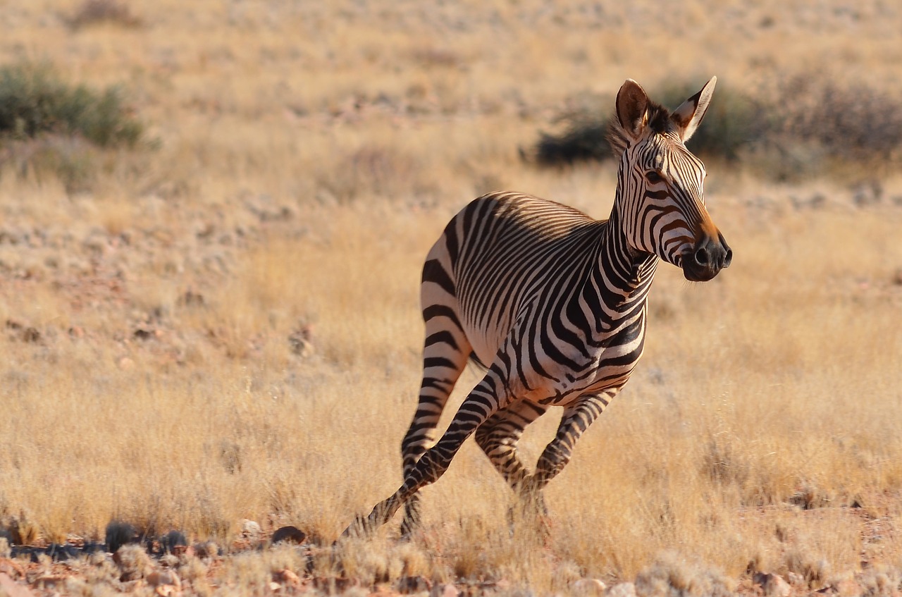 zebra namibia africa free photo