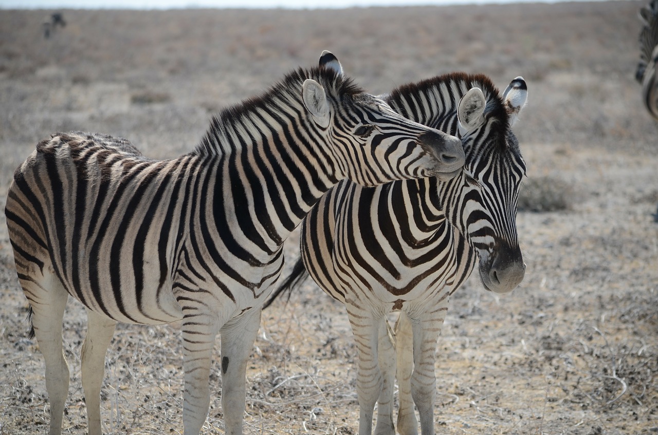 zebra namibia black and white striped free photo